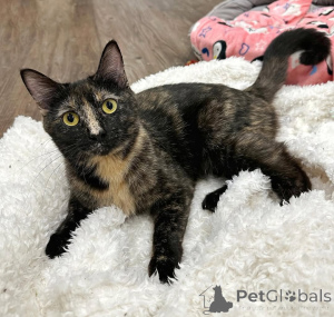 Zdjęcie №1. kot domowy - na sprzedaż w Monachium | 2392zł | Zapowiedź № 150623