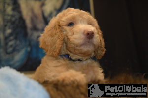 Zdjęcie №3. AKC standardowe moreprot & kremowe pudle. USA