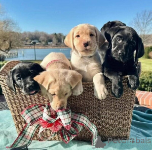 Zdjęcie №2 do zapowiedźy № 149691 na sprzedaż  labrador retriever - wkupić się Niemcy prywatne ogłoszenie