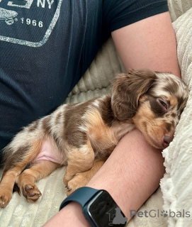 Zdjęcie №3. Cachorros de perro salchiMiniatyrtaxvalpar 1 500 cha miniatura 1.500. Finlandia