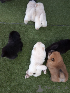 Zdjęcie №4. Sprzedam chow-chow w Blvelvel. prywatne ogłoszenie, hodowca - cena - 3588zł