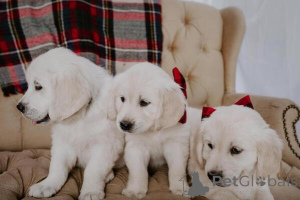 Zdjęcie №1. golden retriever - na sprzedaż w Monachium | negocjowane | Zapowiedź №170194