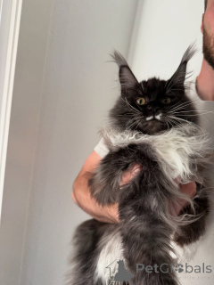 Zdjęcie №1. maine coon - na sprzedaż w Alesund | negocjowane | Zapowiedź № 155397