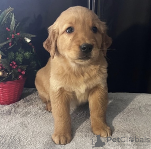 Zdjęcie №2 do zapowiedźy № 105249 na sprzedaż  golden retriever - wkupić się USA prywatne ogłoszenie, hodowca