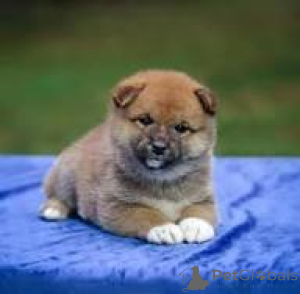 Zdjęcie №3. Preciosos cachorros Shiba Inu en Venta. Hiszpania