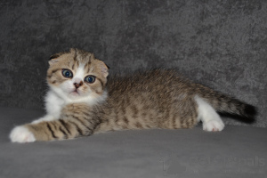 Zdjęcie №4. Sprzedam scottish fold w Warszawa. prywatne ogłoszenie - cena - 2392zł