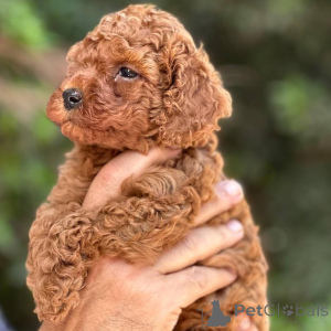 Zdjęcie №4. Sprzedam pudel (zabawka) w Helsinki. prywatne ogłoszenie, ze schronu - cena - 2392zł