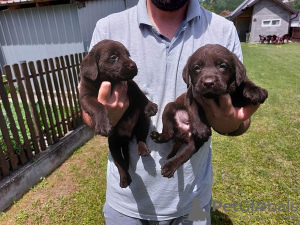 Zdjęcie №3. Labrador Retriever, miot czekoladowo-brązowy. Serbia