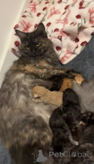 Zdjęcie №1. maine coon - na sprzedaż w Gann. Munden | 4305zł | Zapowiedź № 160427