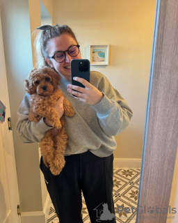 Zdjęcie №2 do zapowiedźy № 131703 na sprzedaż  pudel (royal) - wkupić się Australia prywatne ogłoszenie