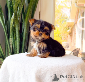 Zdjęcie №1. yorkshire terrier - na sprzedaż w czeski | negocjowane | Zapowiedź №172893