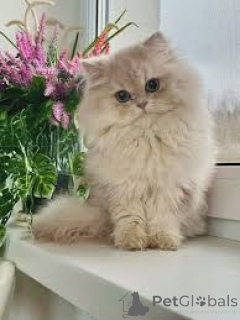 Zdjęcie №3. Chatons British Longhair dostępne à la vente.. Belgia