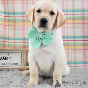 Zdjęcie №3. Ainsley, żółty labrador retriever, szczeniak w wieku 9 tygodni. Niemcy