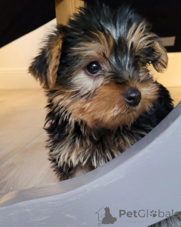 Zdjęcie №3. Szczenięta Teacup Yorkie do adopcji. Włochy
