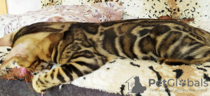 Zdjęcie №4. Sprzedam kot bengalski w Barnaul. od żłobka - cena - 996zł