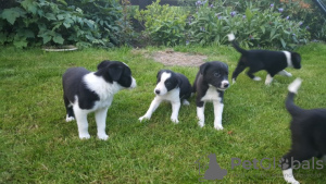 Zdjęcie №3. Dostępne urocze border collie. Wielka Brytania