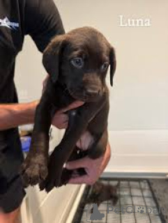 Zdjęcie №3. Sprzedam szczenięta labradora. Niemcy