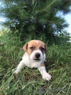 Dodatkowe zdjęcia: Sprzedam szczeniaki Jack Russell Terrier