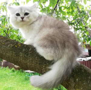 Zdjęcie №1. kot brytyjski długowłosy - na sprzedaż w Grodno | Negocjowane | Zapowiedź № 2774
