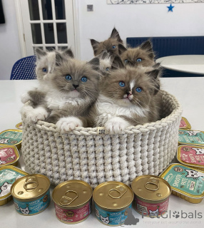 Zdjęcie №2 do zapowiedźy № 154915 na sprzedaż  ragdoll - wkupić się Szwajcaria hodowca