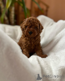 Zdjęcie №2 do zapowiedźy № 155839 na sprzedaż  pudel (zabawka) - wkupić się Niemcy hodowca