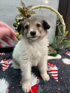 Zdjęcie №1. pies nierasowy - na sprzedaż w Wody mineralne | Bezpłatny | Zapowiedź №161709