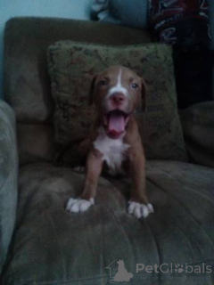 Zdjęcie №3. American Pitbull Terrier. Z linii krwi Niemiec. Belgia