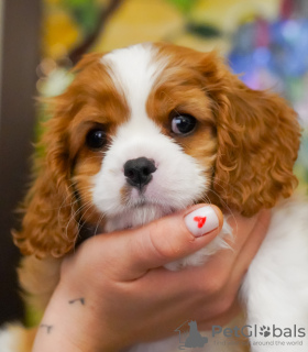 Zdjęcie №3. Słodka suczka Cavalier King Charles Spaniel Amelie. Niemcy