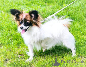 Zdjęcie №3. Papiyon, Papillon. Austria