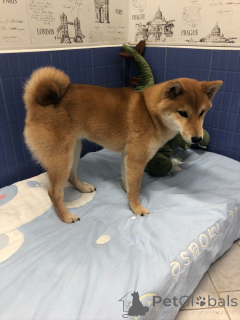 Zdjęcie №2. Hotel dla zwierząt w Federacja Rosyjska. Price - 77zł. Zapowiedź № 135193