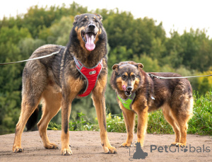 Zdjęcie №3. Szukamy domu dla dwóch nierozłącznych serc Connora i Lisy. Federacja Rosyjska