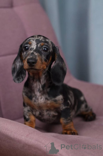 Zdjęcie №3. Urocze szczeniak Merle Dachshund.. Wielka Brytania