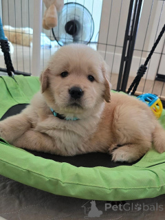 Zdjęcie №1. golden retriever - na sprzedaż w Bremerhaven | negocjowane | Zapowiedź №174965