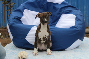 Zdjęcie №3. Szczenięta American Staffordshire Terrier. Federacja Rosyjska