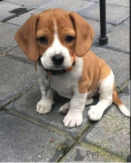 Zdjęcie №2 do zapowiedźy № 161167 na sprzedaż   - wkupić się USA 