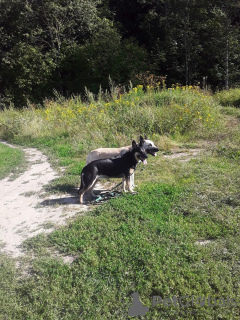 Zdjęcie №2 do zapowiedźy № 83084 na sprzedaż  owczarek wschodni - wkupić się Federacja Rosyjska 