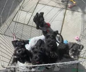 Zdjęcie №1. sznaucer olbrzym - na sprzedaż w Amsterdam | 3348zł | Zapowiedź №160797