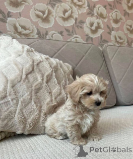 Zdjęcie №3. Maltipoo F1 w Guten Händen. Niemcy