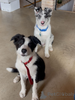 Zdjęcie №1. border collie - na sprzedaż w Blankenberge | negocjowane | Zapowiedź №171703