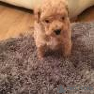 Zdjęcie №2 do zapowiedźy № 129801 na sprzedaż  springer spaniel angielski - wkupić się Niemcy prywatne ogłoszenie