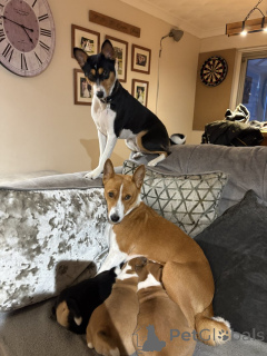 Zdjęcie №3. Basenji. Niemcy