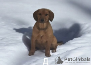 Zdjęcie №4. Sprzedam pies nierasowy w Москва. prywatne ogłoszenie - cena - Bezpłatny