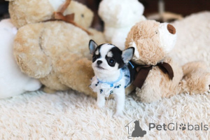 Zdjęcie №3. Dean Janet Kay Puppies House. USA