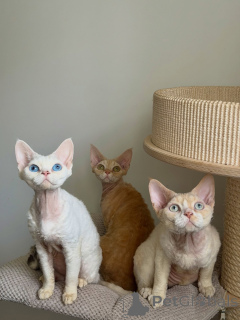 Zdjęcie №1. devon rex - na sprzedaż w Berlin | negocjowane | Zapowiedź № 178111