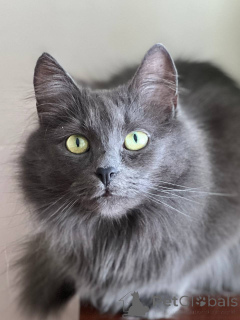 Zdjęcie №1.  - na sprzedaż w Mińsk | Bezpłatny | Zapowiedź № 157487