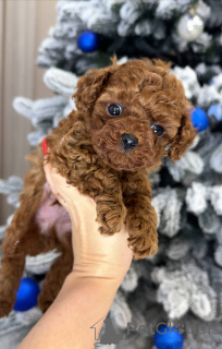 Zdjęcie №2 do zapowiedźy № 164030 na sprzedaż  pudel (zabawka) - wkupić się Finlandia prywatne ogłoszenie, ze schronu