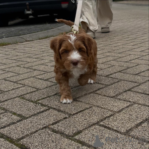 Zdjęcie №1. labradoodle - na sprzedaż w Berikon | negocjowane | Zapowiedź №156417