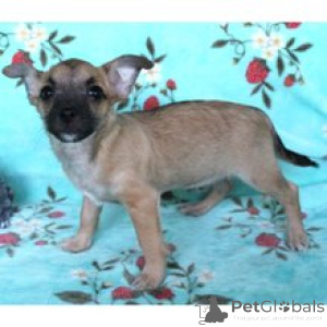 Zdjęcie №1. chihuahua (rasa psów) - na sprzedaż w Berlin | 3109zł | Zapowiedź №172239