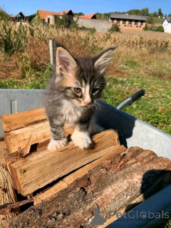 Zdjęcie №3. Maine Coon Kitten do adopcji. Niemcy