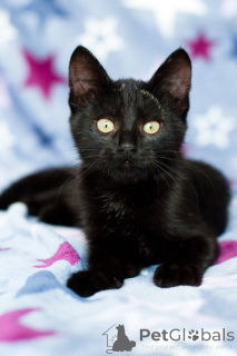 Zdjęcie №2 do zapowiedźy № 138928 na sprzedaż   - wkupić się Białoruś prywatne ogłoszenie